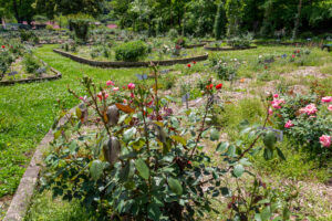 岐阜市畜産センター公園、バラ、5月夏の花、岐阜県岐阜市の観光・撮影スポットの名所
