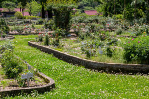 岐阜市畜産センター公園、バラ、5月夏の花、岐阜県岐阜市の観光・撮影スポットの名所
