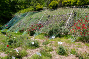 岐阜市畜産センター公園、バラ、5月夏の花、岐阜県岐阜市の観光・撮影スポットの名所