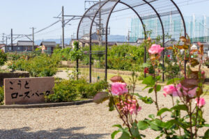 ごうど・ローズパーク、バラ、5月の夏の花、岐阜県安八郡の観光・撮影スポットの名所