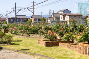 ごうど・ローズパーク、バラ、5月の夏の花、岐阜県安八郡の観光・撮影スポットの名所