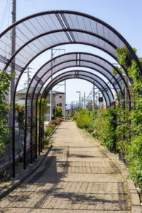 ごうど・ローズパーク、バラ、5月の夏の花、岐阜県安八郡の観光・撮影スポットの名所
