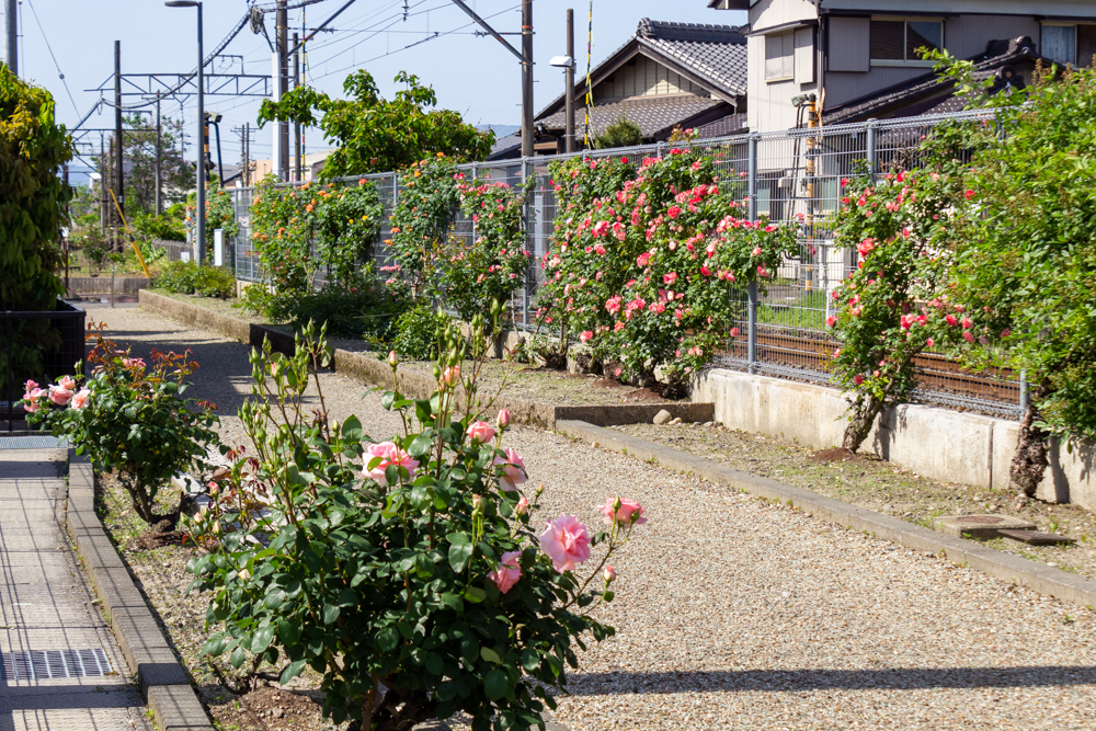 ごうど・ローズパーク、バラ、5月の夏の花、岐阜県安八郡の観光・撮影スポットの名所