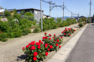 ごうど・ローズパーク、バラ、5月の夏の花、岐阜県安八郡の観光・撮影スポットの名所