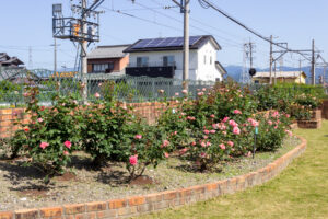 ごうど・ローズパーク、バラ、5月の夏の花、岐阜県安八郡の観光・撮影スポットの名所