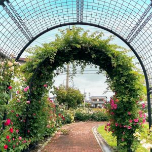 ばら公園いこいの広場、５月の夏の花、岐阜県安八郡の観光・撮影スポットの名所