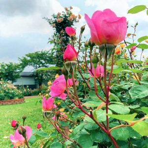 ばら公園いこいの広場、５月の夏の花、岐阜県安八郡の観光・撮影スポットの名所