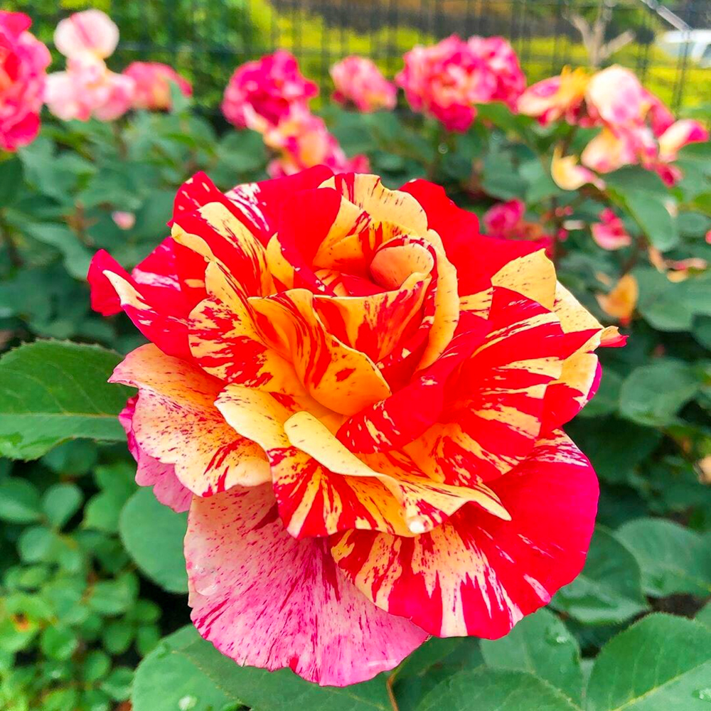 ばら公園いこいの広場、５月の夏の花、岐阜県安八郡の観光・撮影スポットの名所