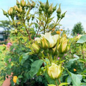 ばら公園いこいの広場、５月の夏の花、岐阜県安八郡の観光・撮影スポットの名所