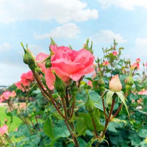 ばら公園いこいの広場、５月の夏の花、岐阜県安八郡の観光・撮影スポットの名所