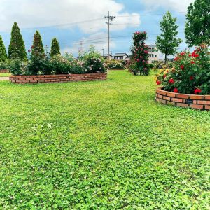 ばら公園いこいの広場、５月の夏の花、岐阜県安八郡の観光・撮影スポットの名所