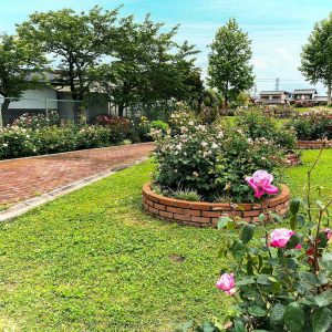 ばら公園いこいの広場、５月の夏の花、岐阜県安八郡の観光・撮影スポットの名所