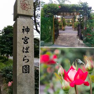 伊勢神宮バラ園、5月の夏の花、三重県伊勢市の観光・撮影スポットの画像と写真