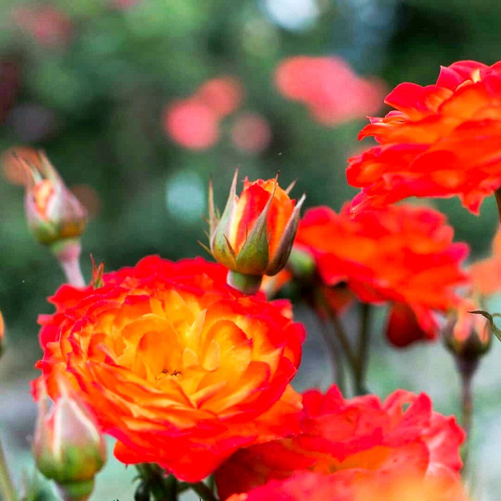 伊勢神宮バラ園、5月の夏の花、三重県伊勢市の観光・撮影スポットの画像と写真