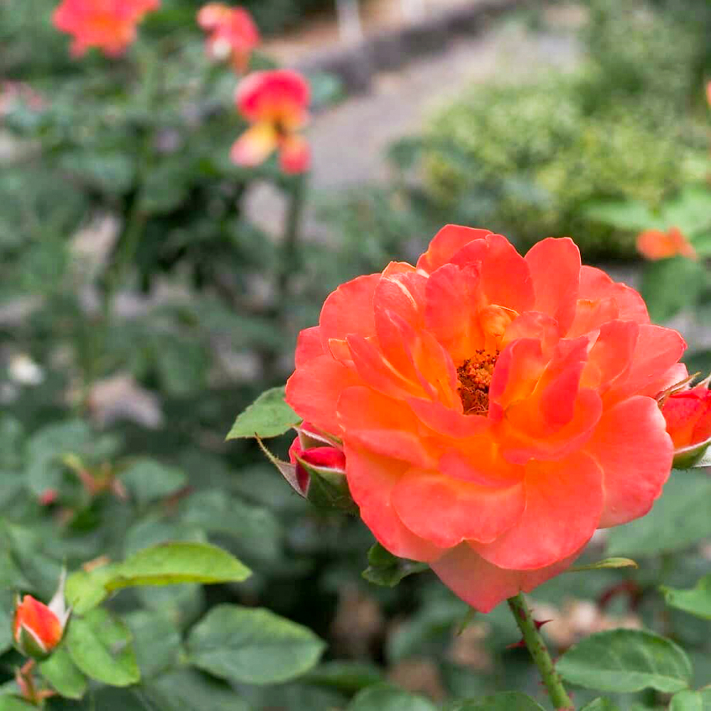 伊勢神宮バラ園、5月の夏の花、三重県伊勢市の観光・撮影スポットの画像と写真