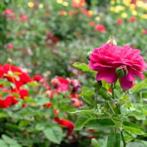 伊勢神宮バラ園、5月の夏の花、三重県伊勢市の観光・撮影スポットの画像と写真