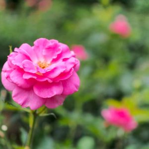 伊勢神宮バラ園、5月の夏の花、三重県伊勢市の観光・撮影スポットの画像と写真