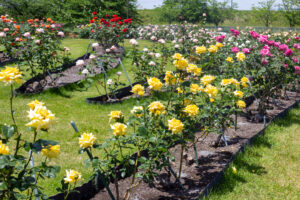 各務原浄化センター. バラ、5月の夏の花、岐阜県各務原市の観光・撮影スポットの名所