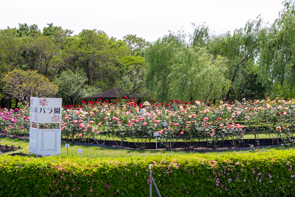 各務原浄化センター. バラ、5月の夏の花、岐阜県各務原市の観光・撮影スポットの名所