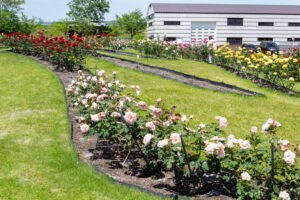 各務原浄化センター. バラ、5月の夏の花、岐阜県各務原市の観光・撮影スポットの名所