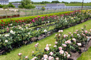 各務原浄化センター. バラ、5月の夏の花、岐阜県各務原市の観光・撮影スポットの名所