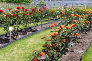 各務原浄化センター. バラ、5月の夏の花、岐阜県各務原市の観光・撮影スポットの名所