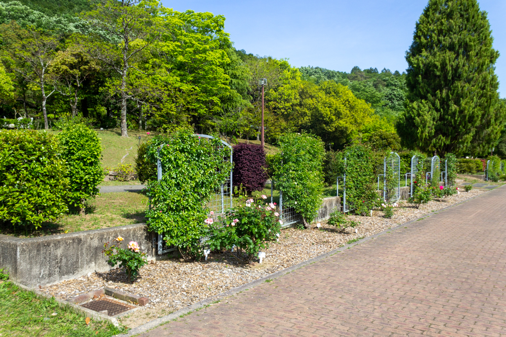 春日井都市緑化植物園、バラ、5月の夏の花、愛知県春日井市の観光・撮影スポットの名所