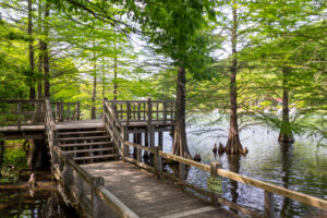 春日井都市緑化植物園、ラクウショウ、5月の夏の花、愛知県春日井市の観光・撮影スポットの名所