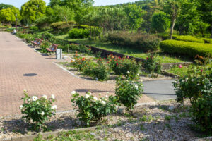 春日井都市緑化植物園、バラ、5月の夏の花、愛知県春日井市の観光・撮影スポットの名所