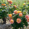 春日井都市緑化植物園、バラ、5月の夏の花、愛知県春日井市の観光・撮影スポットの名所