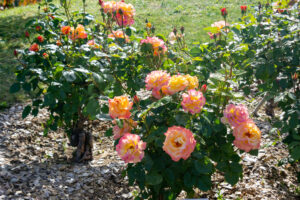 春日井都市緑化植物園、バラ、5月の夏の花、愛知県春日井市の観光・撮影スポットの名所