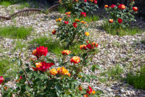 春日井都市緑化植物園、バラ、5月の夏の花、愛知県春日井市の観光・撮影スポットの名所