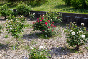 春日井都市緑化植物園、バラ、5月の夏の花、愛知県春日井市の観光・撮影スポットの名所