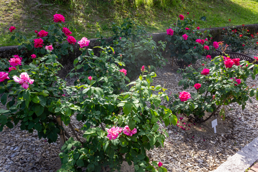 春日井都市緑化植物園、バラ、5月の夏の花、愛知県春日井市の観光・撮影スポットの名所