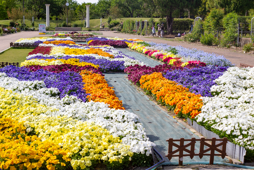 春日井都市緑化植物園、5月の夏の花、愛知県春日井市の観光・撮影スポットの名所