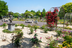 元浜公園、バラ、5月の夏の花、愛知県東海市の観光・撮影スポットの画像と写真
