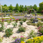 元浜公園、バラ、5月の夏の花、愛知県東海市の観光・撮影スポットの画像と写真