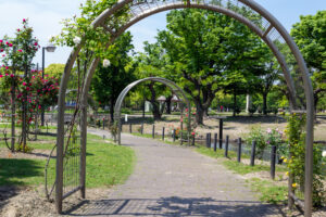 元浜公園、バラ、5月の夏の花、愛知県東海市の観光・撮影スポットの画像と写真