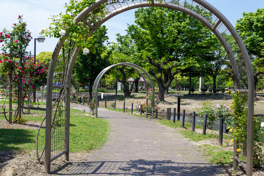 元浜公園、バラ、5月の夏の花、愛知県東海市の観光・撮影スポットの画像と写真