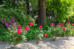 元浜公園、バラ、5月の夏の花、愛知県東海市の観光・撮影スポットの画像と写真