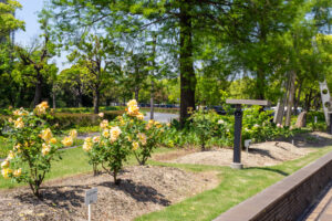 元浜公園、バラ、5月の夏の花、愛知県東海市の観光・撮影スポットの画像と写真