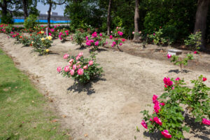 元浜公園、バラ、5月の夏の花、愛知県東海市の観光・撮影スポットの画像と写真