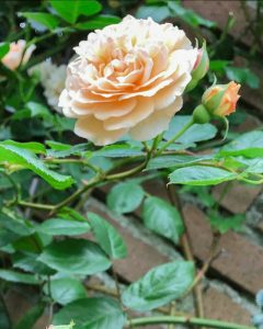 なばなの里、バラ、５月の夏の花、三重県桑名市の観光・撮影スポットの画像と写真