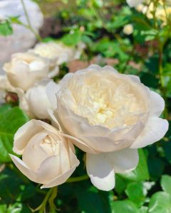なばなの里、バラ、５月の夏の花、三重県桑名市の観光・撮影スポットの画像と写真