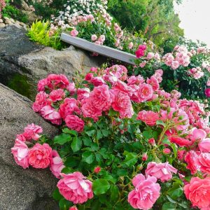 なばなの里、バラ、５月の夏の花、三重県桑名市の観光・撮影スポットの画像と写真