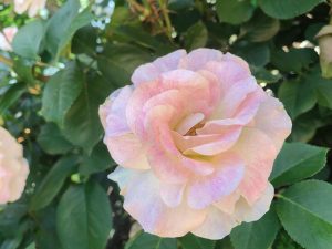 なばなの里、バラ、５月の夏の花、三重県桑名市の観光・撮影スポットの画像と写真