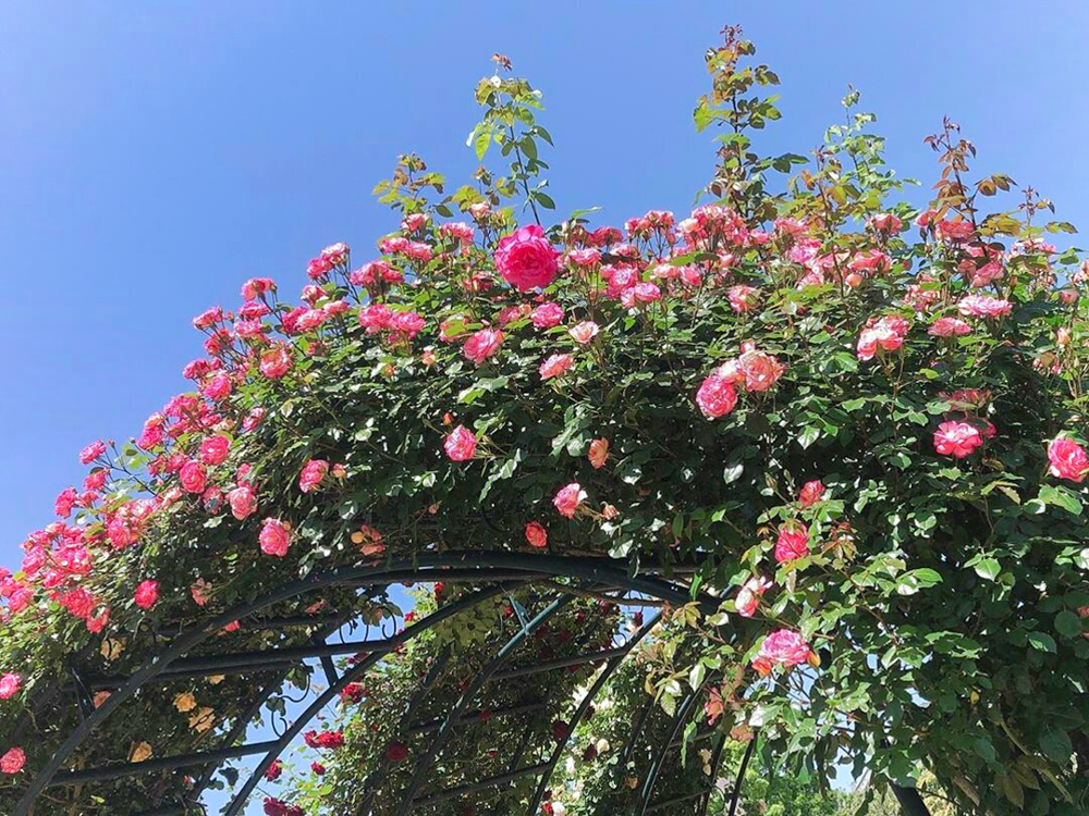 なばなの里、バラ、５月の夏の花、三重県桑名市の観光・撮影スポットの画像と写真