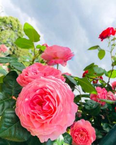 なばなの里、バラ、５月の夏の花、三重県桑名市の観光・撮影スポットの画像と写真