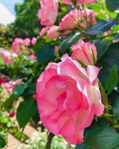 なばなの里、バラ、５月の夏の花、三重県桑名市の観光・撮影スポットの画像と写真
