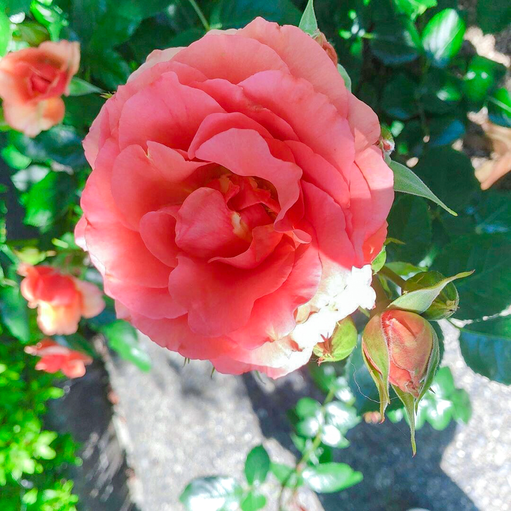 なばなの里、バラ、５月の夏の花、三重県桑名市の観光・撮影スポットの画像と写真